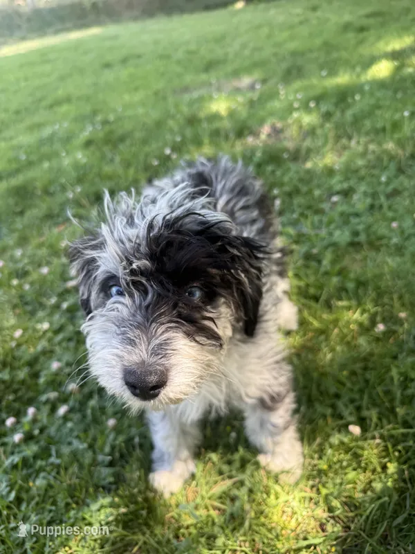 Rubi – Aussiedoodle puppy for sale in Boise, ID