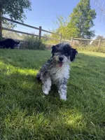 Rubi, a female Aussiedoodle for sale in Boise, ID – 2 of 2
