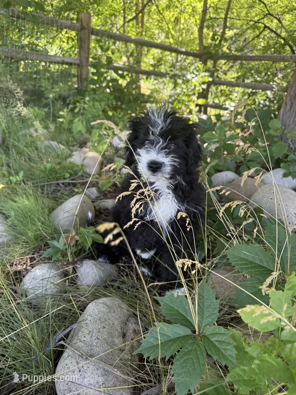 Honey – Aussiedoodle puppy on hold in Boise, ID