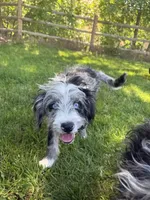 Rascal, a male Aussiedoodle for sale in Boise, ID – 2 of 2