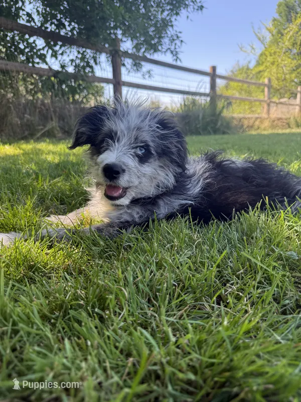 Rascal – Aussiedoodle puppy for sale in Boise, ID