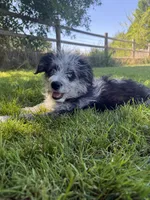 Rascal, a male Aussiedoodle for sale in Boise, ID – 1 of 2