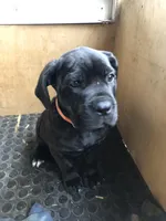 Orange peel , a female Cane Corso for sale in Pasadena, MD – Photo 1 of 6
