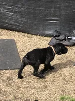 Orange peel , a female Cane Corso for sale in Pasadena, MD – Photo 3 of 6
