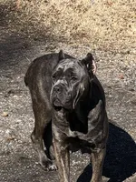 Orange peel , a female Cane Corso for sale in Pasadena, MD – Photo 5 of 6