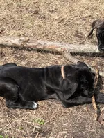 Orange peel , a female Cane Corso for sale in Pasadena, MD – Photo 6 of 6