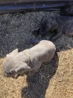 Axle, a male Cane Corso for sale in Pasadena, MD – Photo 4 of 6