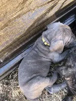 Axle, a male Cane Corso for sale in Pasadena, MD – Photo 5 of 6