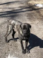 Axle, a male Cane Corso for sale in Pasadena, MD – Photo 6 of 6