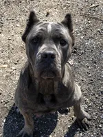 Axle, a male Cane Corso for sale in Pasadena, MD – Photo 3 of 6