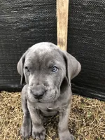 Axle, a male Cane Corso for sale in Pasadena, MD – Photo 2 of 6
