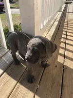 Axle, a male Cane Corso for sale in Pasadena, MD – Photo 1 of 6