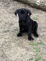 Green machine , a male Cane Corso for sale in Pasadena, MD – Photo 2 of 5
