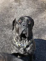 Green machine , a male Cane Corso for sale in Pasadena, MD – Photo 4 of 5
