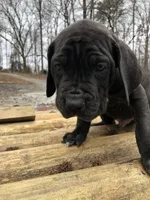 Green machine , a male Cane Corso for sale in Pasadena, MD – Photo 3 of 5