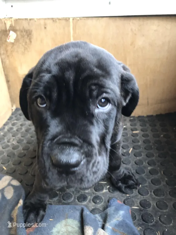 Green machine  – Cane Corso puppy for sale in Pasadena, MD