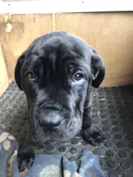 Green machine , a male Cane Corso for sale in Pasadena, MD – Photo 1 of 5