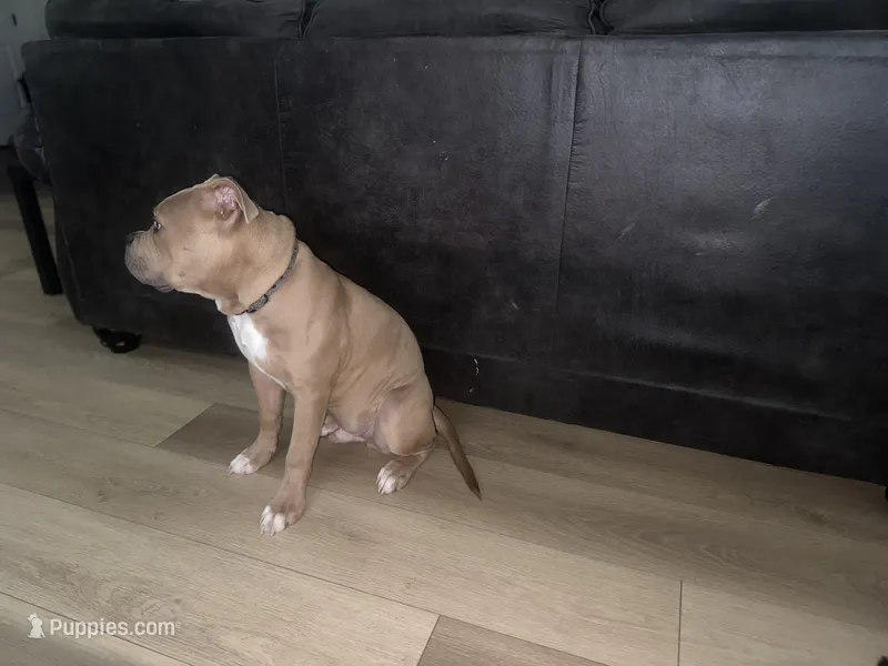King – American Bulldog, American Bully puppy for sale in Myrtle Beach, SC