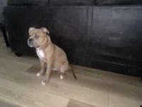 King, a male American Bulldog and American Bully for sale in Myrtle Beach, SC – 2 of 4