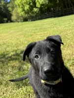 Tater Tot, a male German Shepherd Dog for sale in Ashland City, TN – 3 of 10