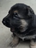 Ollie, a male German Shepherd Dog for sale in Ashland City, TN – 4 of 6