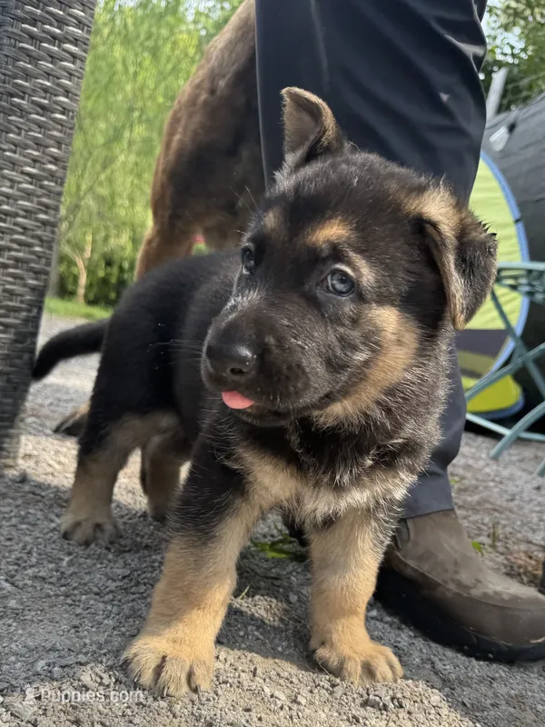 Ollie – German Shepherd Dog puppy for sale in Ashland City, TN