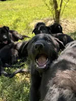 Rey, a female German Shepherd Dog for sale in Ashland City, TN – 6 of 10