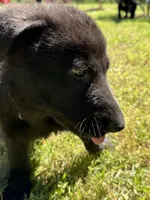 Rey, a female German Shepherd Dog for sale in Ashland City, TN – 8 of 10