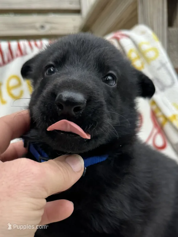 Blue collar  – German Shepherd Dog puppy for sale in Ashland City, TN
