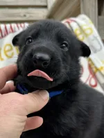 Blue collar , a male German Shepherd Dog for sale in Ashland City, TN – 1 of 10