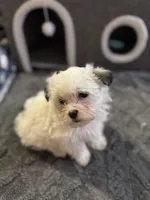 Kitty Kat, a female Morkie for sale in Ashland City, TN – 8 of 10