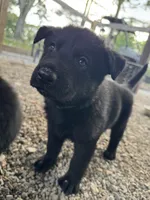 Blue collar , a male German Shepherd Dog for sale in Ashland City, TN – 8 of 10