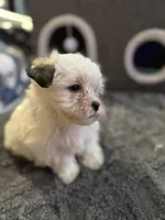 Kitty Kat, a female Morkie for sale in Ashland City, TN – 3 of 10