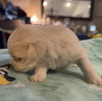 Bella, a female Maltese for sale in Ashland City, TN – 2 of 3
