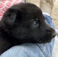 Blue collar , a male German Shepherd Dog for sale in Ashland City, TN – 3 of 10