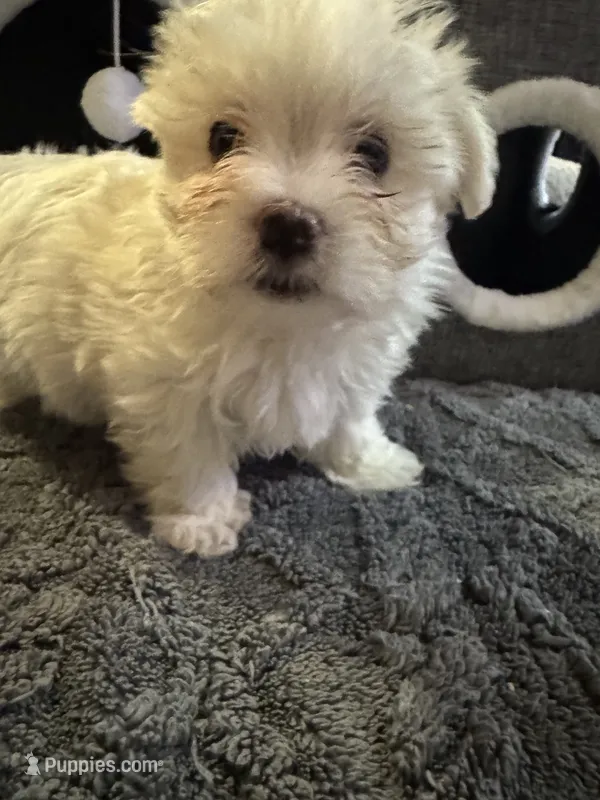 Sleeping Beauty  – Maltese puppy for sale in Ashland City, TN