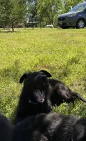 Rey, a female German Shepherd Dog for sale in Ashland City, TN – 5 of 10