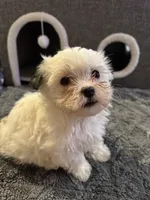 Kitty Kat, a female Morkie for sale in Ashland City, TN – 7 of 10