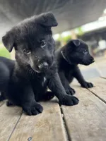 Blue collar , a male German Shepherd Dog for sale in Ashland City, TN – 7 of 10