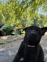 Pink solid black female , a female German Shepherd Dog for sale in Ashland City, TN – 6 of 10