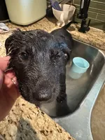 Pink solid black female , a female German Shepherd Dog for sale in Ashland City, TN – 7 of 10