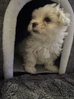 Sleeping Beauty , a female Maltese for sale in Ashland City, TN – 3 of 10