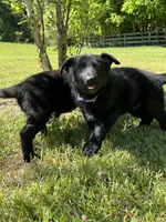 Rey, a female German Shepherd Dog for sale in Ashland City, TN – 10 of 10