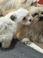 Kitty Kat, a female Morkie for sale in Ashland City, TN – 6 of 10