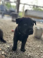 Pink solid black female , a female German Shepherd Dog for sale in Ashland City, TN – 8 of 10