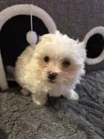 Snow White , a female Maltese for sale in Ashland City, TN – 2 of 10