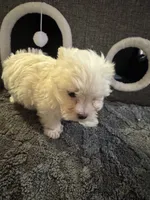 Sleeping Beauty , a female Maltese for sale in Ashland City, TN – 8 of 10