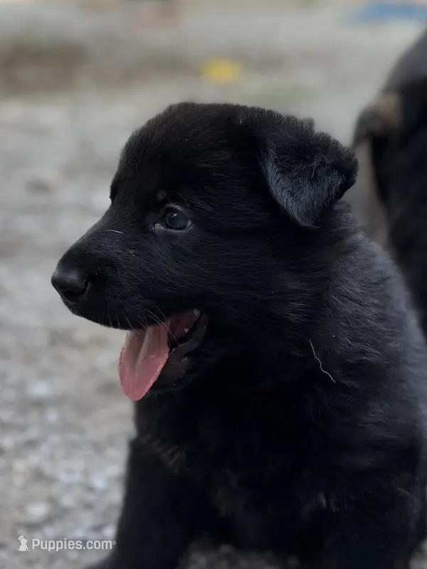 Jasper – German Shepherd Dog puppy for sale in Ashland City, TN
