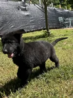 Rey, a female German Shepherd Dog for sale in Ashland City, TN – 2 of 10