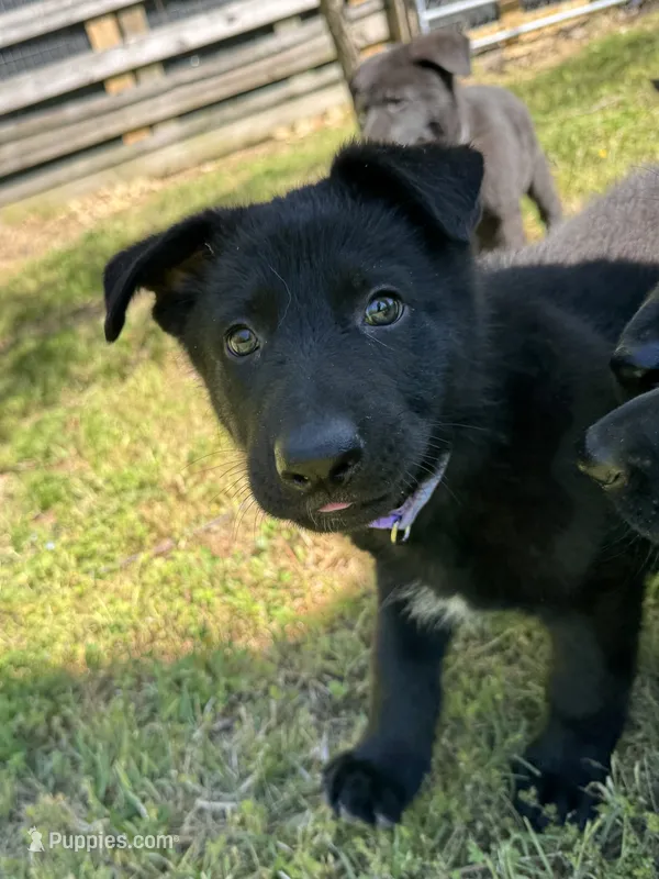 Rey – German Shepherd Dog puppy for sale in Ashland City, TN